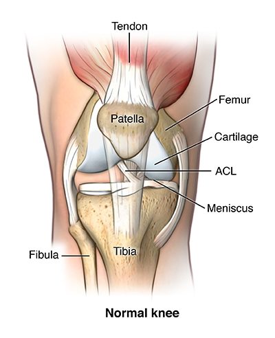 ACL Function